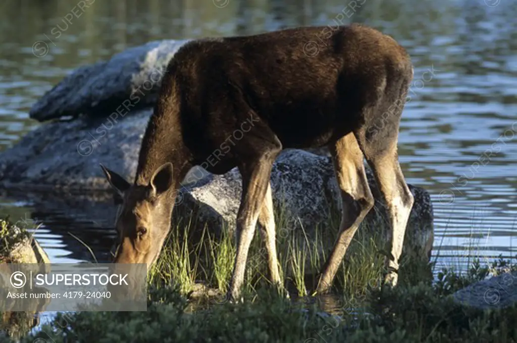Juvenile Moose grazing in Pond, Baxter SP, Sandy Creek, ME, Maine