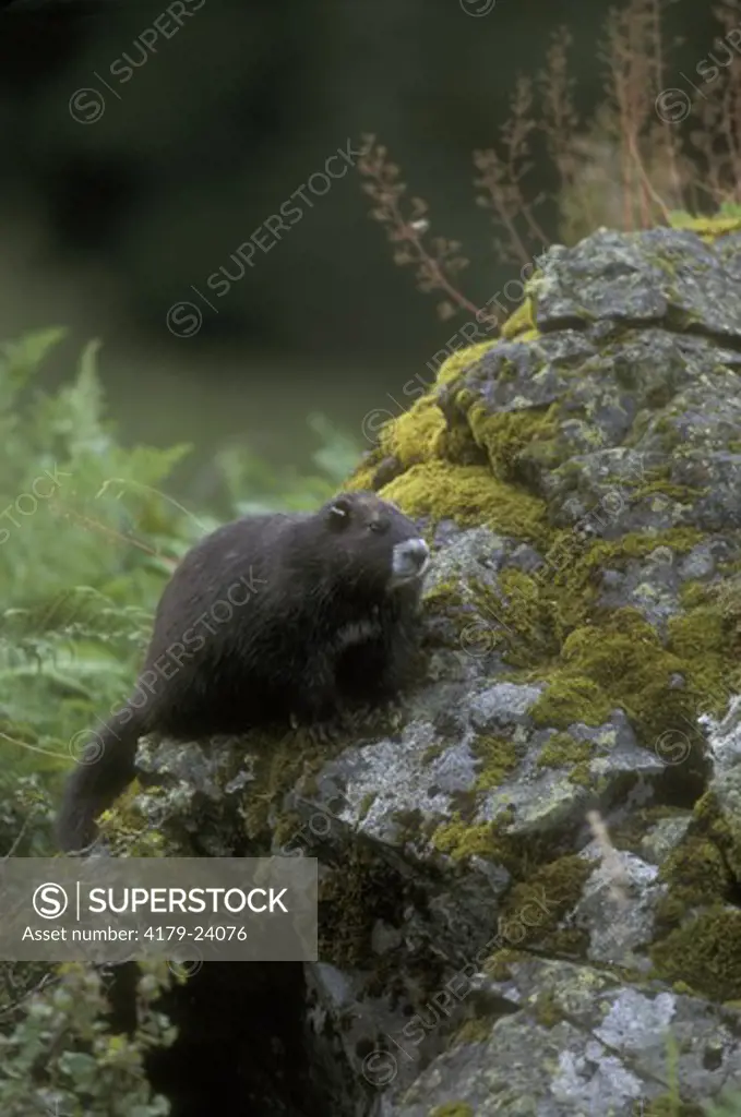 Vancouver Marmot