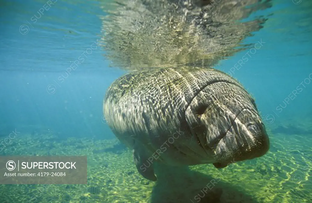 West Indian Manatee, Crystal River, FL