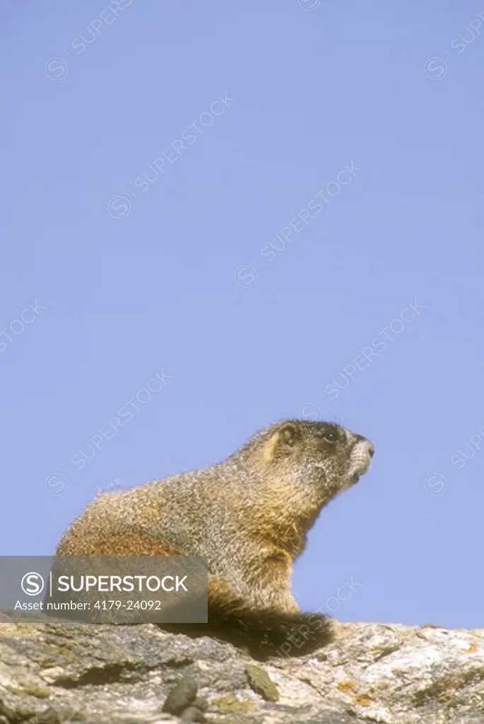 Yellow-bellied Marmot sitting on Rock,  Rocky Mountain N.P., CO