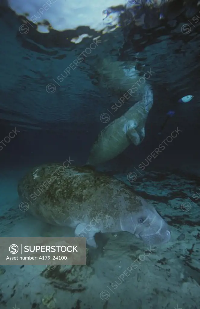 FL Manatee with Young, Crystal River, FL (Trichechus manatus latirostris)