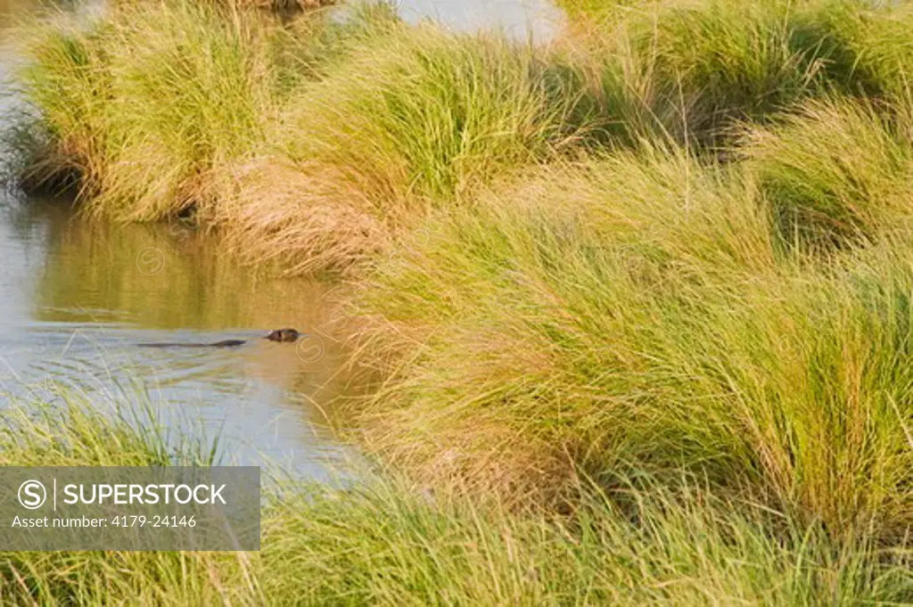 A Nutria (Myocastor coypus) swims in marsh on west side of Mississippi near Triumph, LA.  It is in relative good shape here compared to the sudsiding marsh near by, Mississippi Delta, LA, May 7, 2010