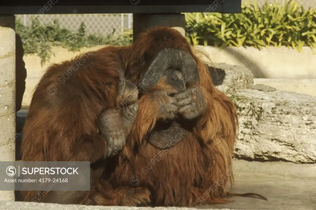 Orangutan (Pongo pygmarus) S.F. Zoo