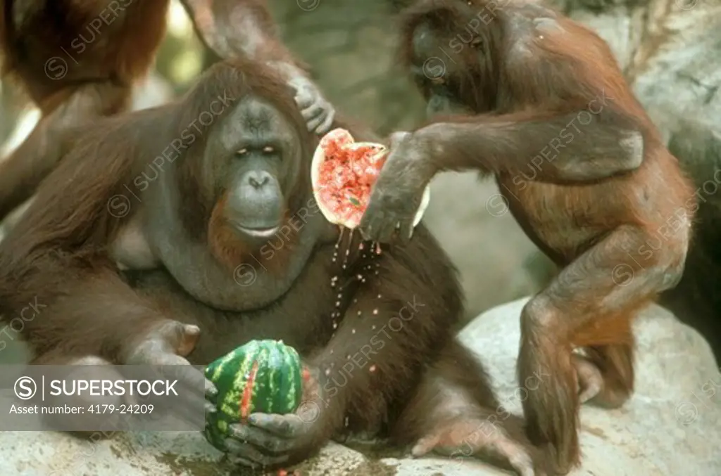 Orangutan (Pongo pygmaeus) Borneo