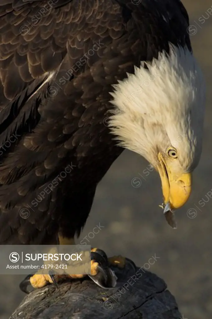 Bald Eagle (Haliaeetus leucocephalus) mature, eating fish, Homer, Alaska, 3/27/06, Digital Capture