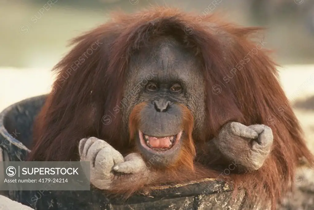 Orangutan (Pongo pygmaeus) Zoo Photograph