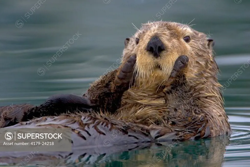 Sea Otter (Enhydra lutris) Cordova, Alaska, USA