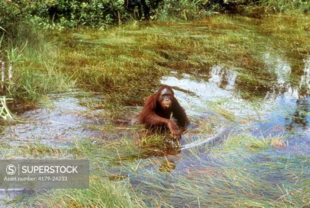 Orangutan (Pongo Pygmaeus) Tanjung Puting Np  Borneo, Indonesia