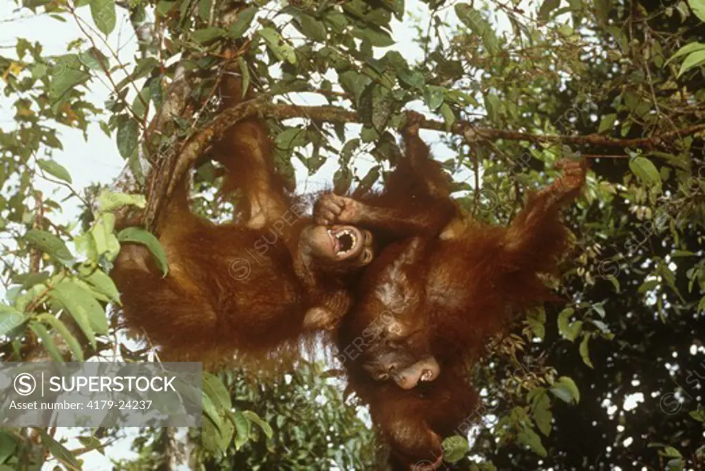 Orangutan (Pongo Pygmaeus) Tanjung Puting Np, Borneo Indonesia