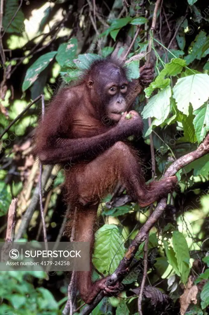 Borneo Orangutan (Pongo pygmaeus), juvenile, Sepilok Orangutan Sanctuary, Sabah, Borneo Malaysia
