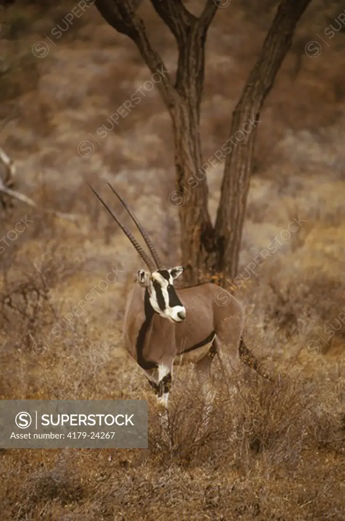 Beisa Oryx (Oryx beisa) Kenya