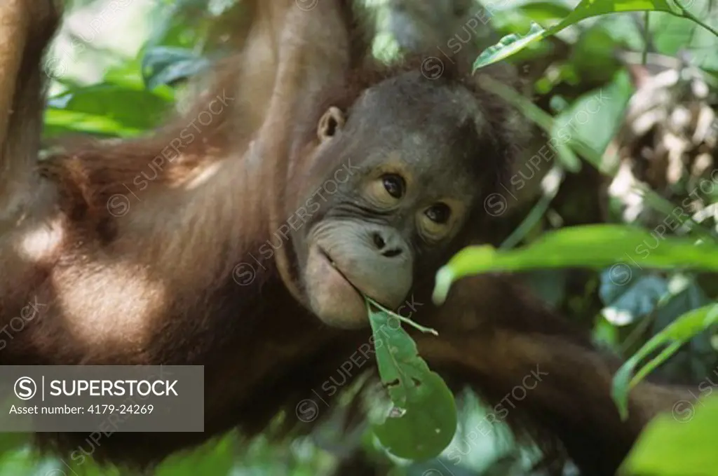 Orangutan, Wild (Pongo pygmaeus) Sepilok, Borneo