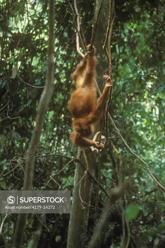 Orangutan (Wild) (Pongo pygmaeus abeli) Bohonk, Sumatra