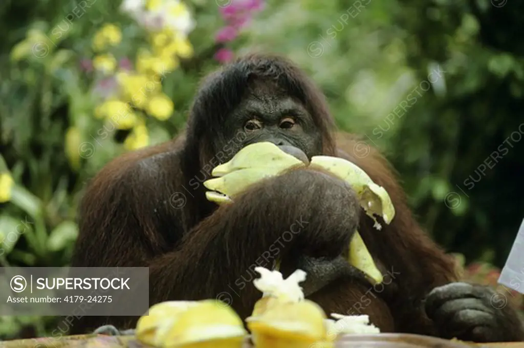 Orangutan (Pongo pygmaeus) Singapore Zoo