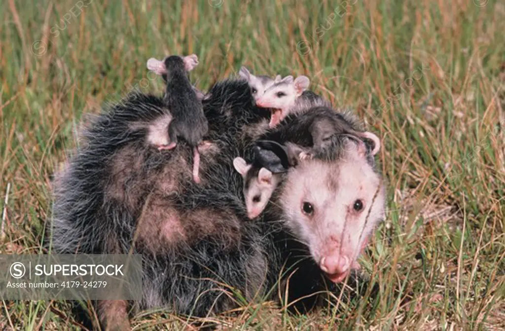 Opossum with young (Didelphnae virginia) Immokolee, FL