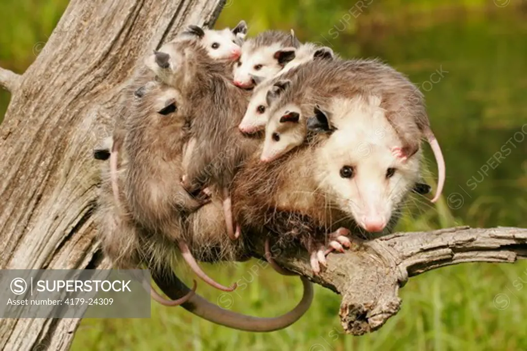 Virginia opossum babies clutching onto Mother (Didelphis virginiana) captive, Pine County, MN, Minnesota
