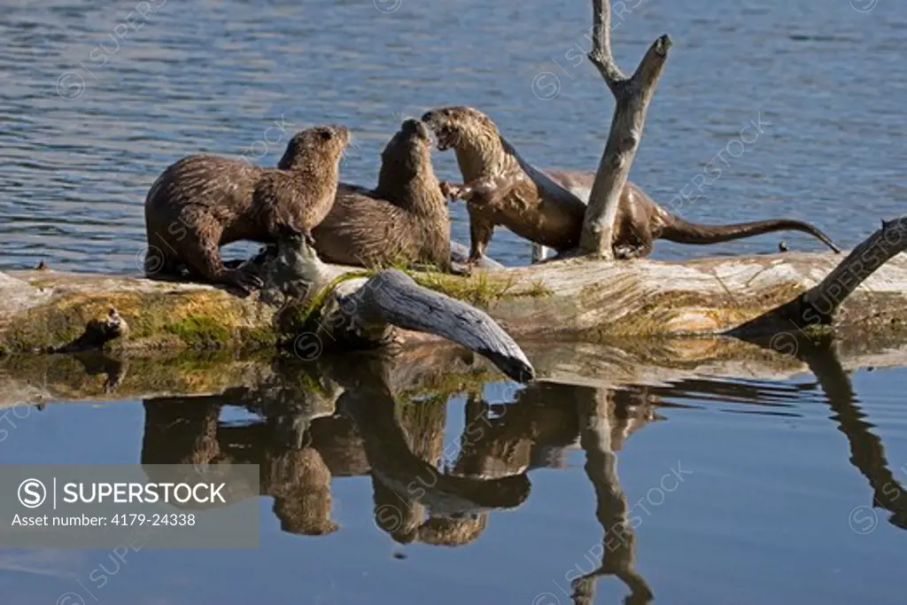 River Otter (Lutra canadensis) with reflection in water in Yellowstone National Park