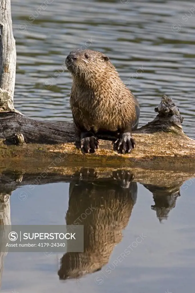 River Otter (Lutra canadensis) & reflection in water, Yellowstone NP, WY