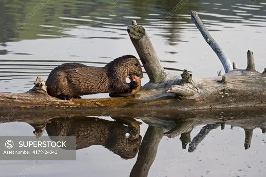 River Otter (Lutra canadensis) with reflection in water in Yellowstone National Park