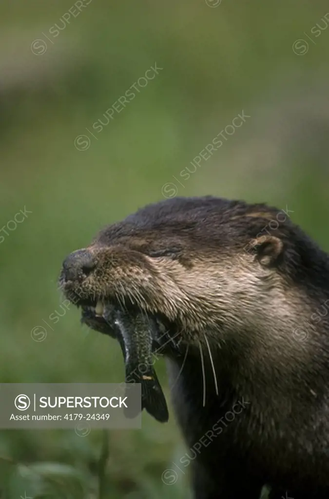 Adult River Otter with Fish Prey, Florida (Lutra canadensis)