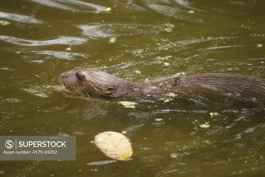 Giant River Otter swimming, Amazon River Basin