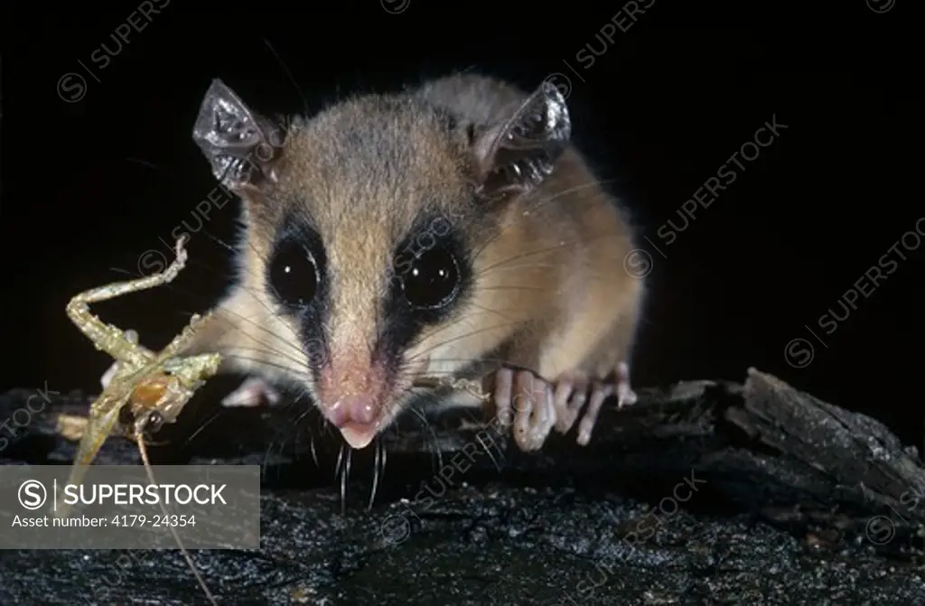 Mexican Mouse Opossum (Marmosa mexicana)  Eating Katydid, Costa Rica