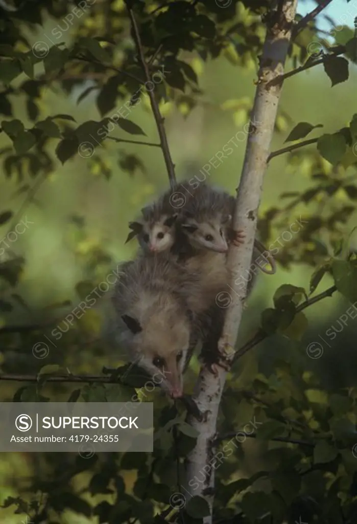 Opossum with young on Back in Woods (Didelphis marsupialis), Kettle River, MN