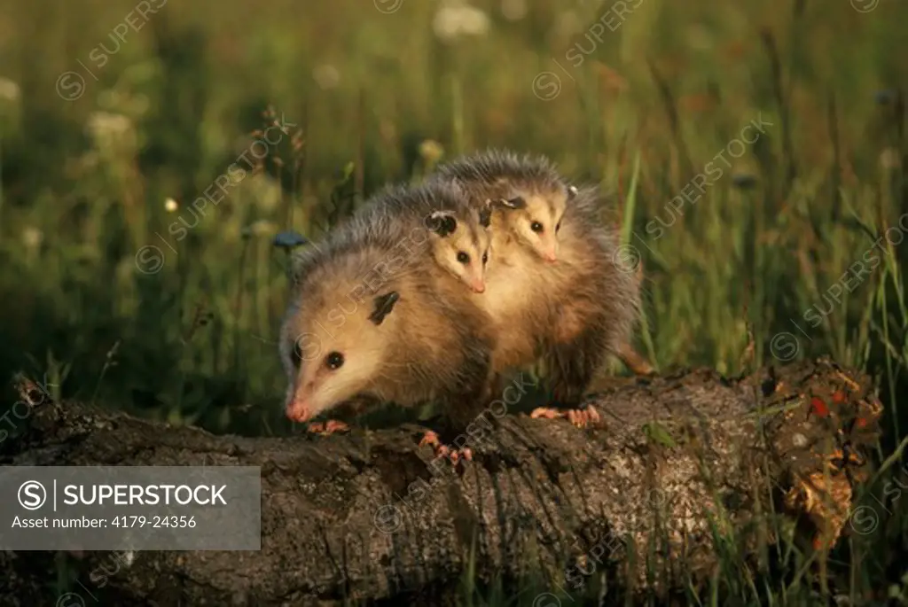 Opossum with Babies on Back (Didelphis marsupialis), Kettle River, MN, Minnesota