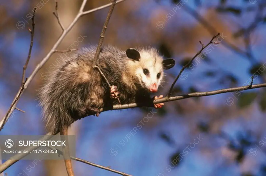 Opossum clinging to thin Branch (Didelphis marsupialis), Kettle River, MN, IC