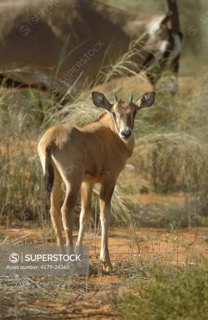 Baby Oryx (Oryx gazella)