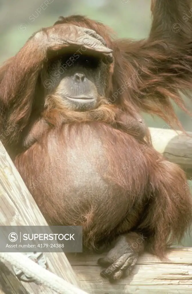 Pregnant Orangutan,Pongo pygmaeus)