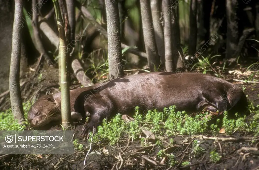 Giant River Otter (Pteronura braziliensis) Suriname, S. America