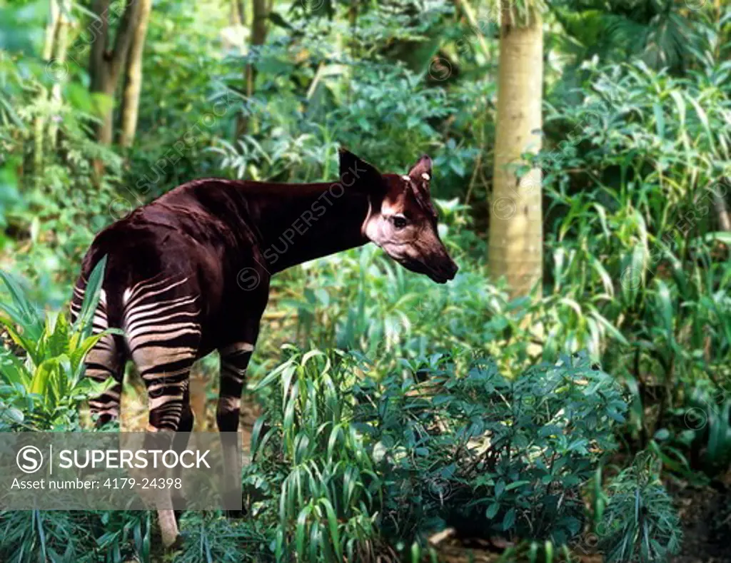 Okapi in rainforest Composing (Okapia johnstoni) Zoo