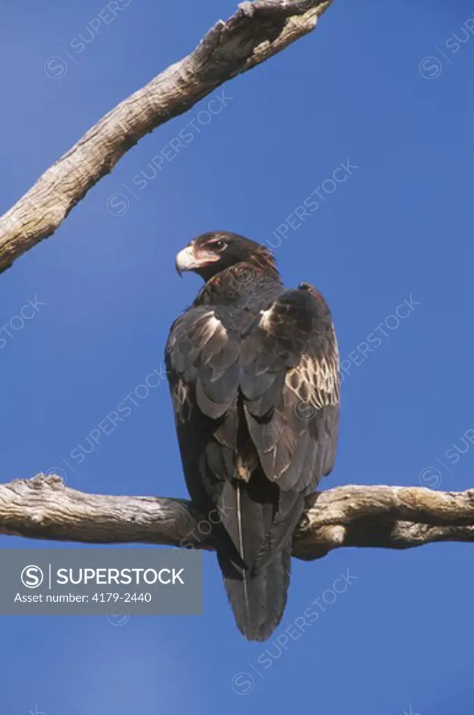 Wedge-tailed Eagle (Aquila audax), Northern Flinders Ranges, S. Australia