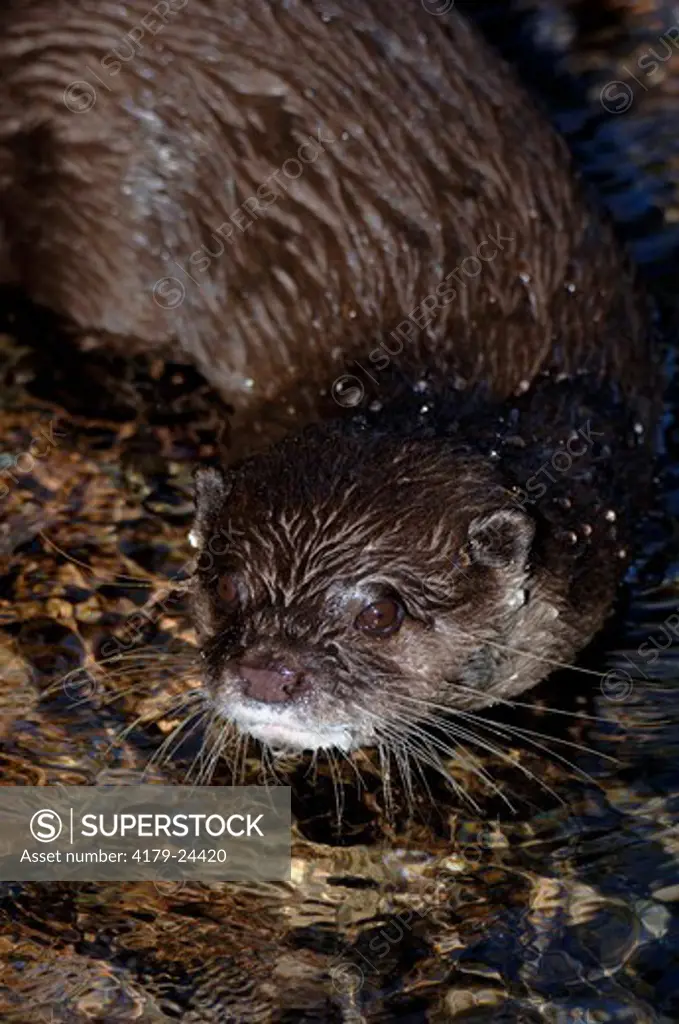 Asian Small-clawed Otter (Amblonyx cinereus) Swimming in pond, watching photographer, Underwater World, Sunshine Coast, Queensland, Australia Note: Male. Smallest otter species, threatened throughout Asia by loss of habitat