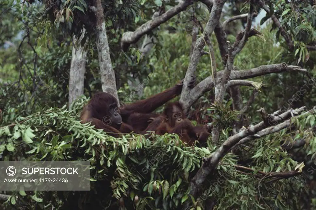 Orangutan with Young in Nest, Tanjung Puting Nat'l Park, Borneo