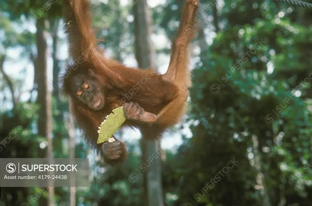 Borneo Orangutan, Juvenile (Pongo pygmaeus)  Eating Jakfruit Sepilok Reserve, Borneo