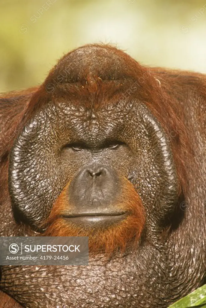 Male Orangutan (Pongo pygmaeus)