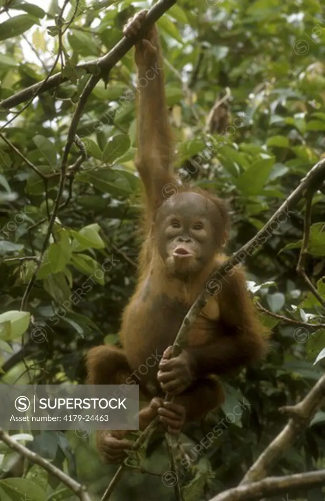 Baby Orangutan (Pongo pygmaeus) hanging from  Tree, Kalimantan, Borneo