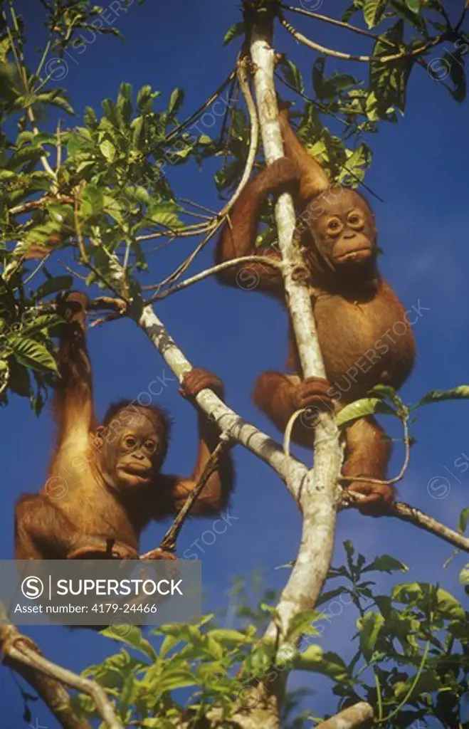 Orangutans, 1 yr old (Pongo pygmaeus) playing in Trees, Kalimantan, Borneo