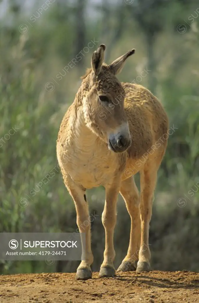 Persian Onager (Equus hemionus onager), IC