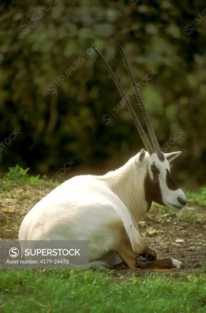 Arabian Oryx (Oryx gazella leucoryx), Miami Zoo, FL