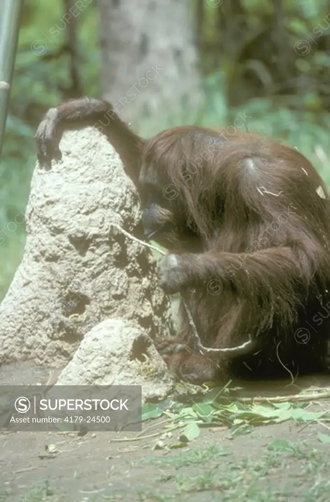 Orangutan poking at Termite Mound, San Diego Zoo, CA,  tool  tool