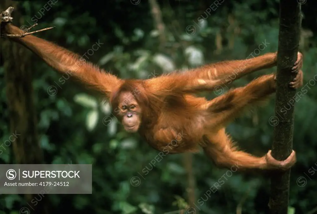 Orangutan, Female (Pongo pygmaeus) G. Leusser NP, Indonesia