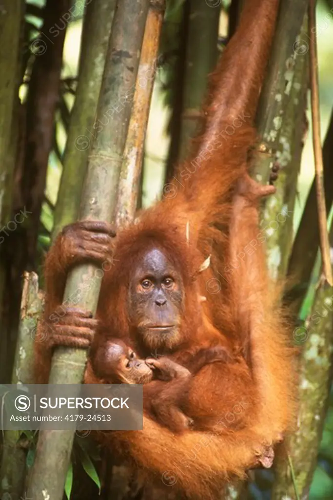 Orangutan with Baby (Pongo pygmaeus) G. Leusser NP, Indonesia