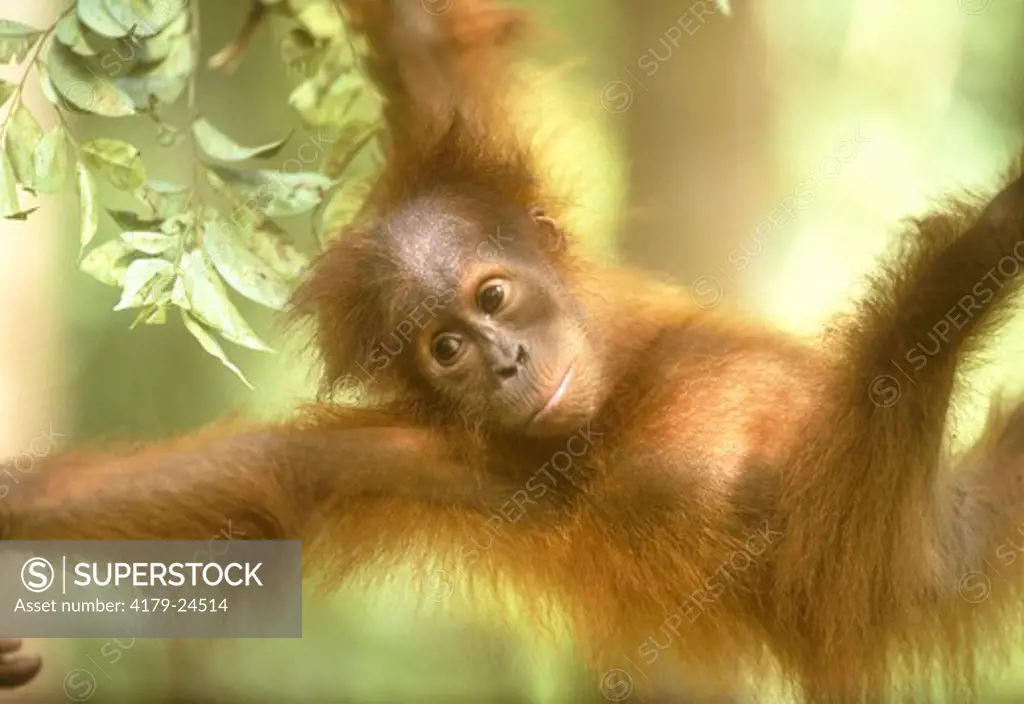 Orangutan Juvenile Playing (Pongo pygmaeus) G. Leusser NP, Indonesia