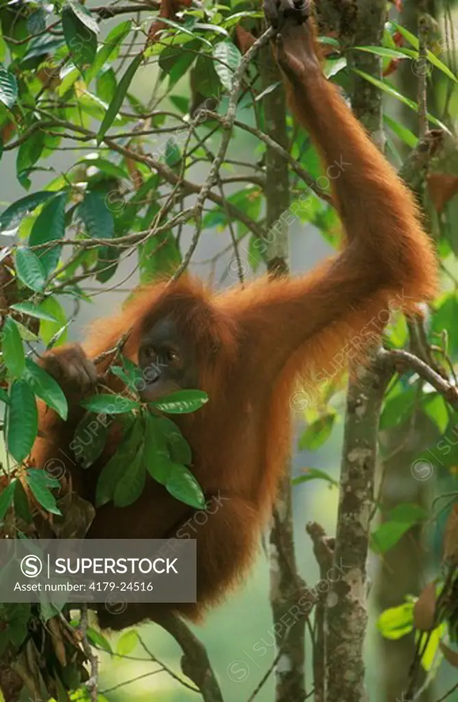 Orangutan (Pongo pygmaeus) in tree, Gunung Leuser NP, Indonesia
