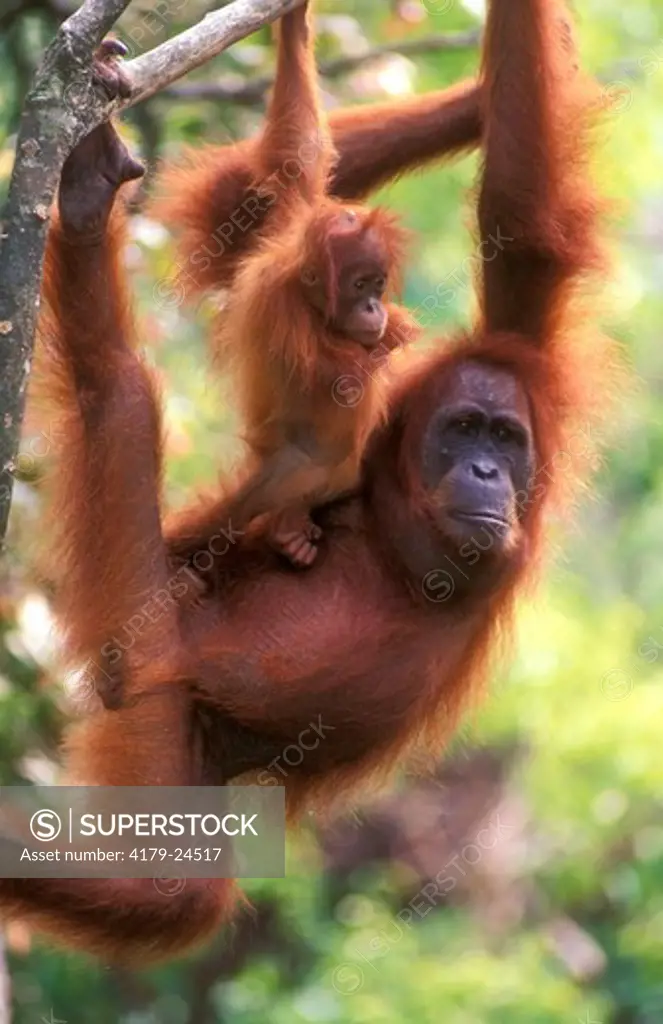 Orangutan (Pongo pygmaeus) with young, Gunung Leuser NP, Indonesia