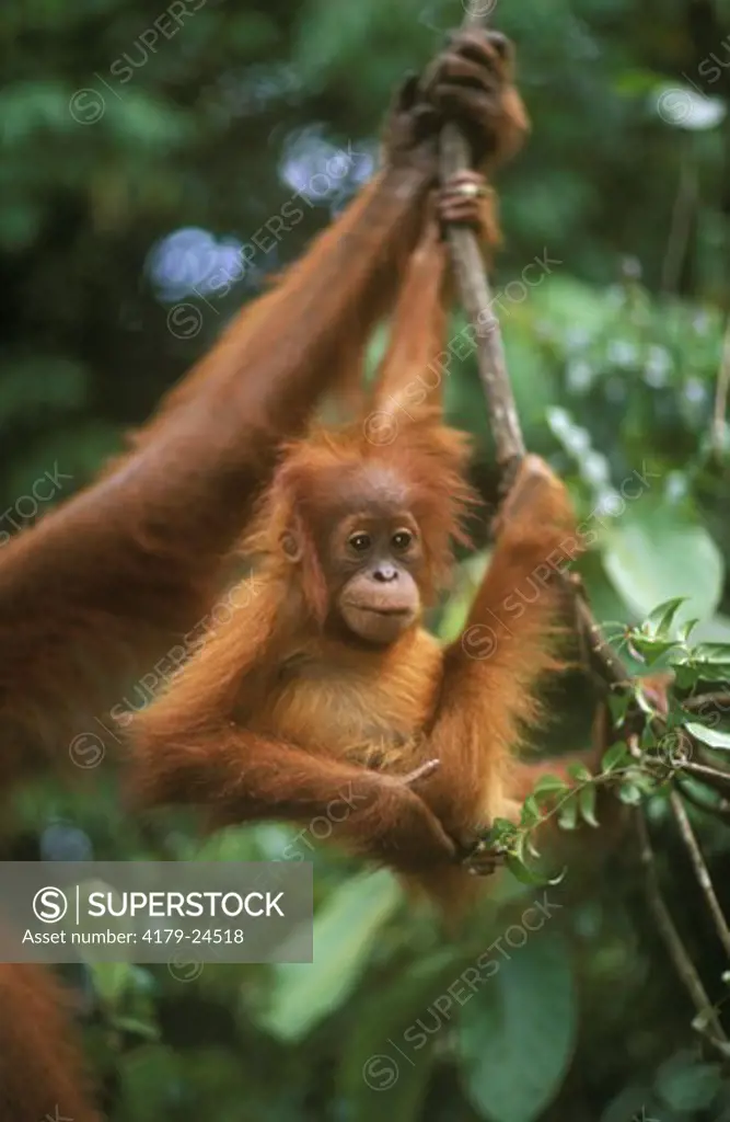 Orangutan (Pongo pygmaeus) young, Gunung Leuser NP, Indonesia