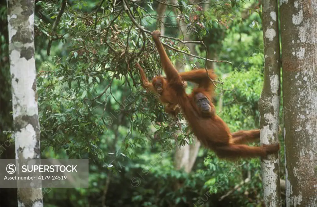 Orangutan (Pongo pygmaeus) w/ young, swing from branch, Gunung Leuser NP, Indonesia